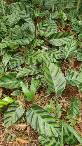 Goeppertia lietzei