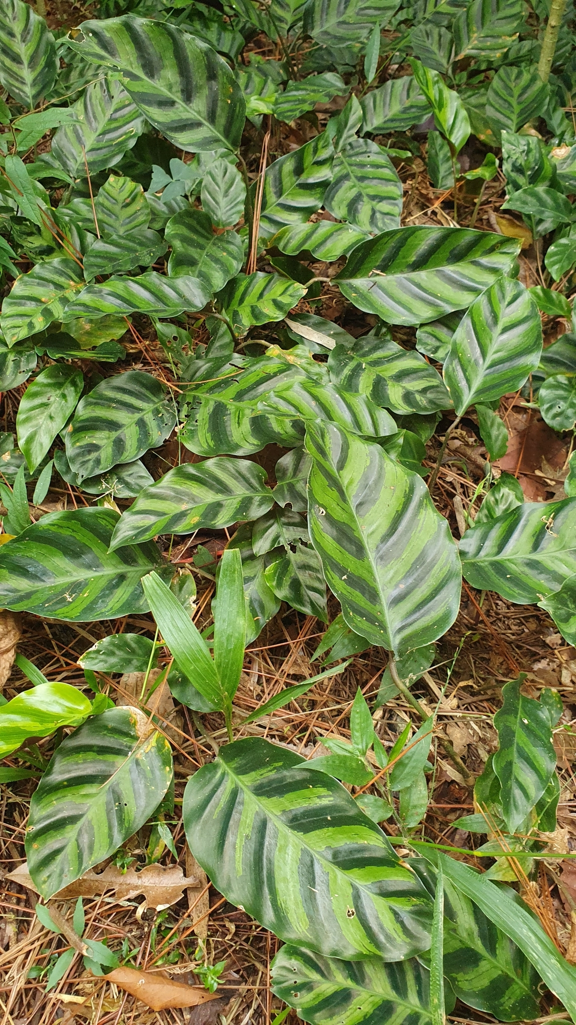 Imagem de Maranta white fusion