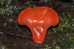 Guepinia