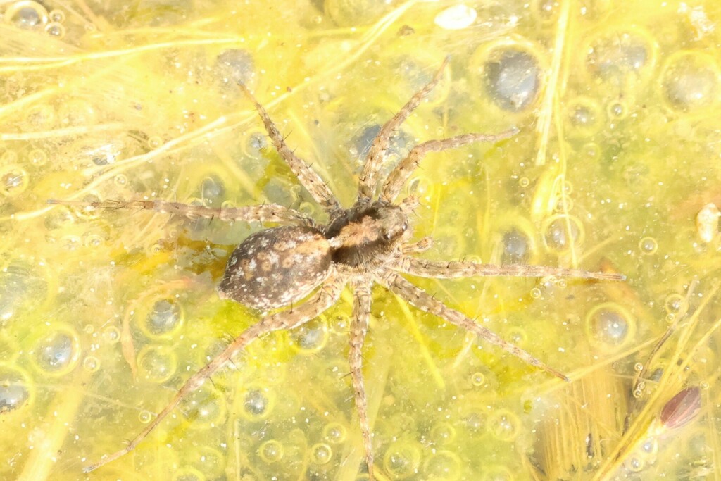 thin-legged-wolf-spiders-in-may-2023-by-mistycal-inaturalist