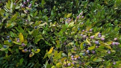 Myrtus communis communis