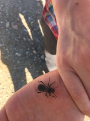 Cryptoglossa muricata