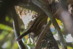 Tamiops mcclellandii