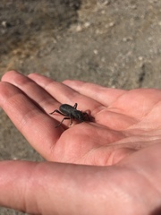 Cryptoglossa muricata