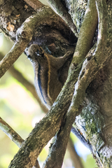 Tamiops mcclellandii