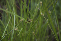 Carex unilateralis