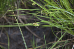 Carex unilateralis