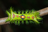 Slug Caterpillar Moths - Photo (c) Vijay Anand Ismavel, some rights reserved (CC BY-NC-SA)