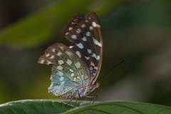 Lexias dirtea
