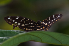 Lexias dirtea