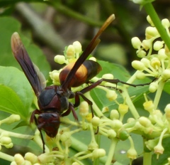 Polistes sagittarius