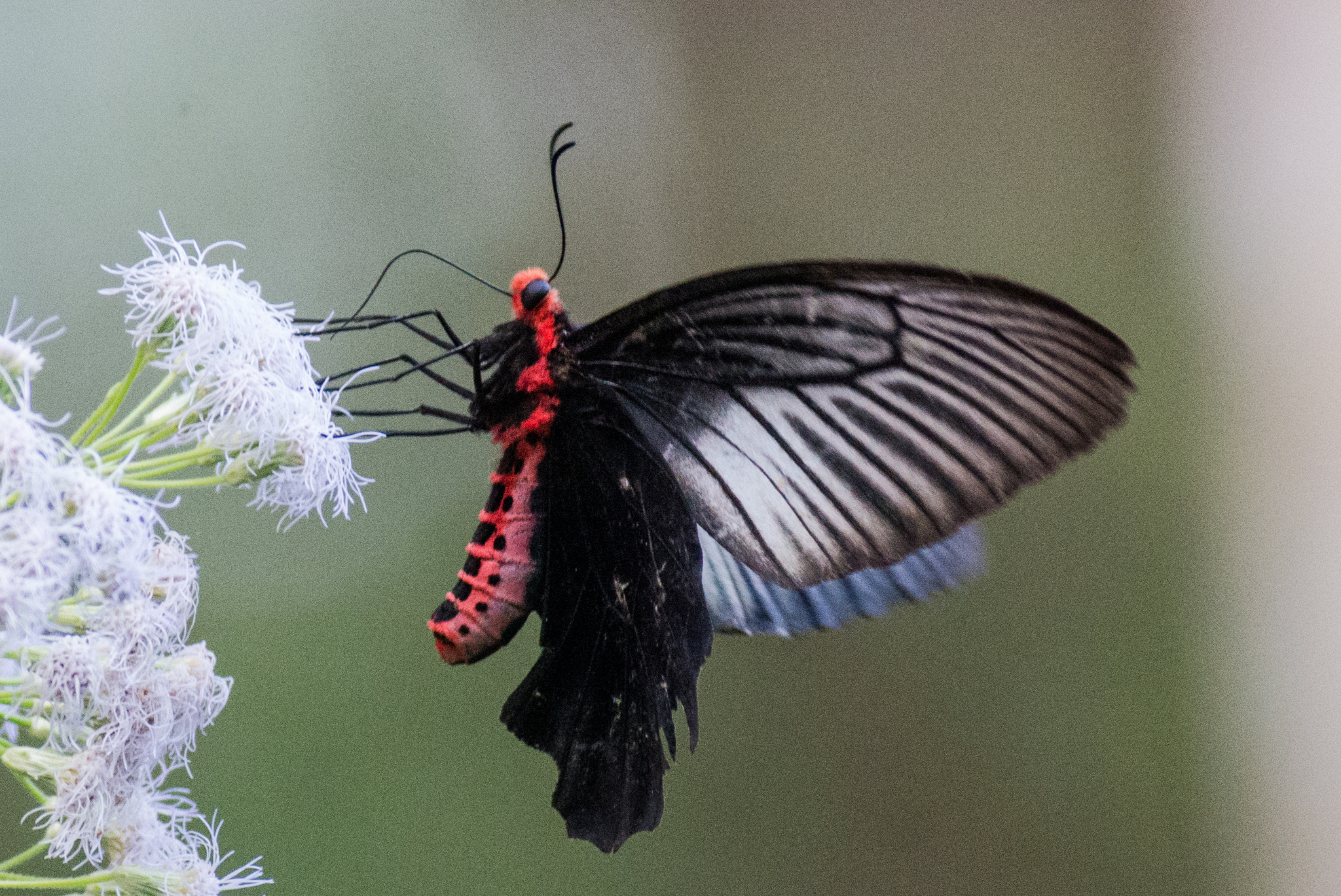 Lesser Batwing (Atrophaneura aidoneus) · iNaturalist