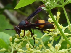 Polistes sagittarius