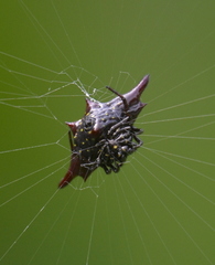 Gasteracantha diadesmia