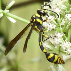 Phimenes flavopictus flavopictus
