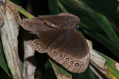 Ethope himachala