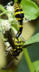 Phimenes flavopictus flavopictus