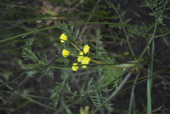 Lomatium bradshawii