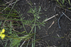 Lomatium bradshawii
