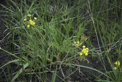 Lomatium bradshawii
