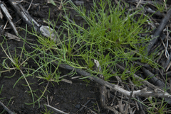 Lomatium bradshawii