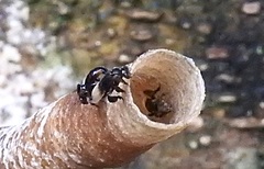 Tetragonilla collina