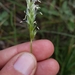 Anthoxanthum odoratum odoratum - Photo (c) cassi saari, alguns direitos reservados (CC BY-NC), uploaded by cassi saari