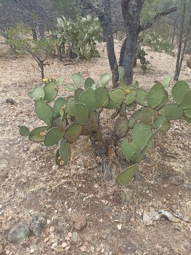Image of Opuntia durangensis by (c) Favian Flores Medina, some rights reserved (CC BY)