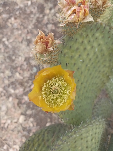 Image of Opuntia durangensis by (c) Favian Flores Medina, some rights reserved (CC BY)