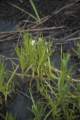 Plagiobothrys figuratus