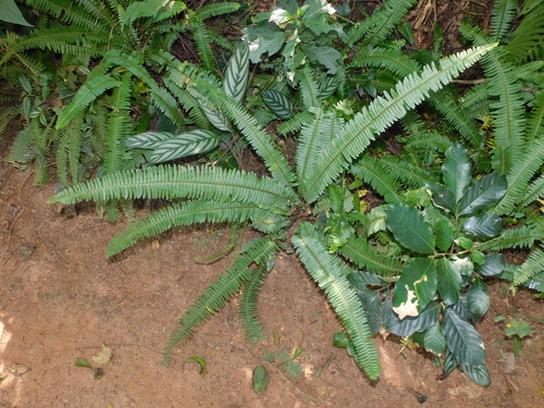 Samambaia
