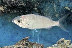 Eucinostomus harengulus
