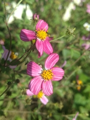 Bidens clavata