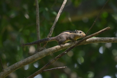 Tamiops mcclellandii
