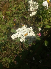 Ochraethes pollinosus