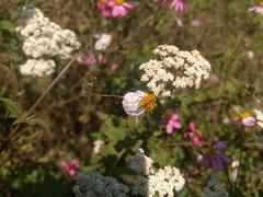 Ochraethes pollinosus