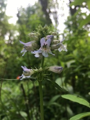 Penstemon hesperius