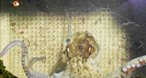 Octopus sinensis