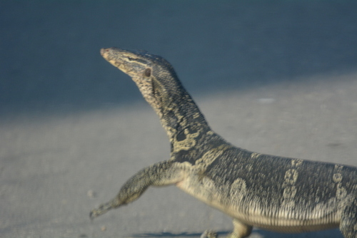 Varanus salvator