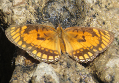 Byblia anvatara acheloia