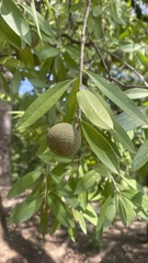 Bonellia macrocarpa image