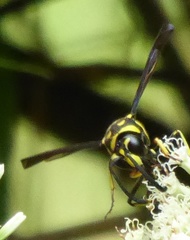 Phimenes flavopictus flavopictus