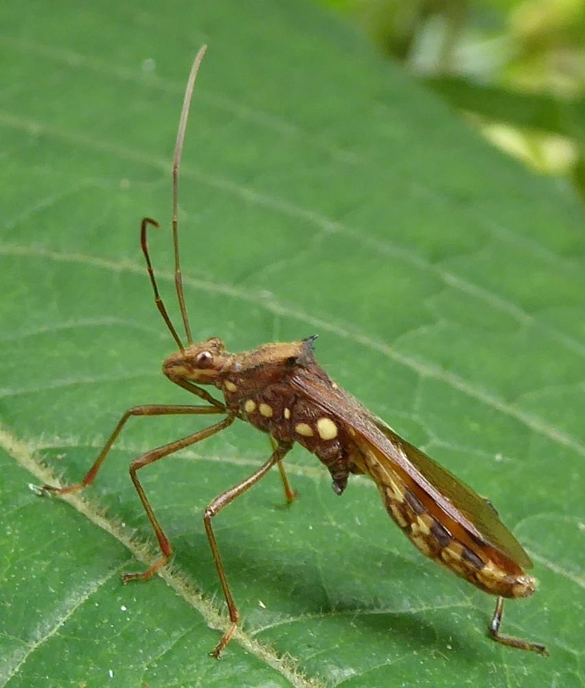 Riptortus pedestris