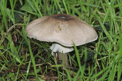 Agaricus
