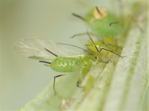 Large fleabane daisy aphid photo 5