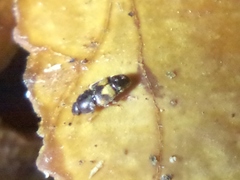 Carpophilus hemipterus