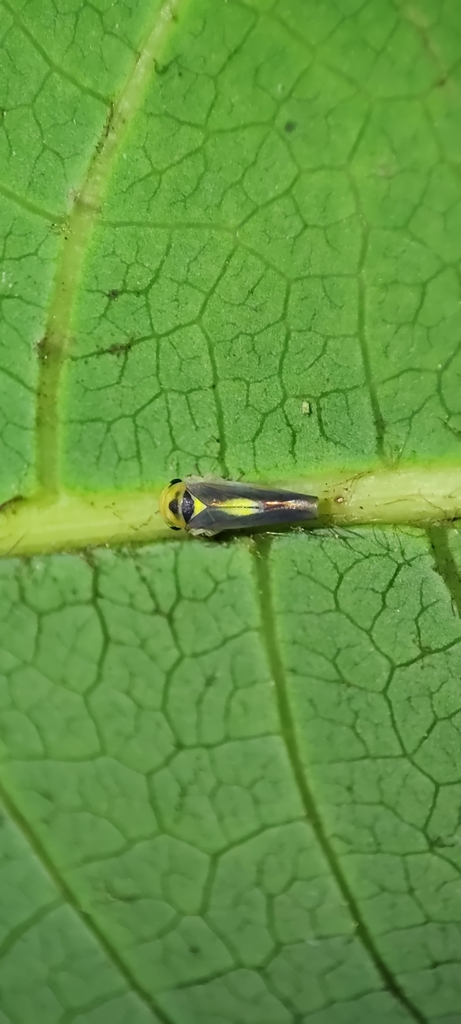 Ulavius spectabilis