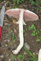Agaricus