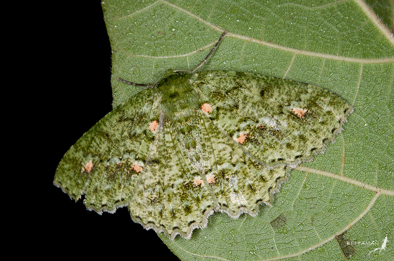 Herochroma ochreipicta