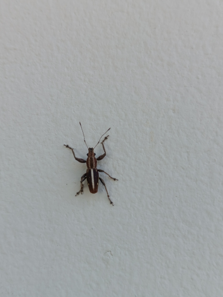 Naupactus mimicus